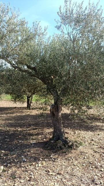 Grunde uden byggetilladelser til salg i Cantallops - € 40.000 (Ref: 9240683)