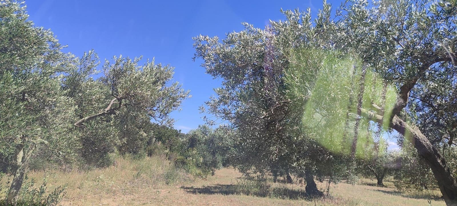 Grunde uden byggetilladelser til salg i Cantallops - € 40.000 (Ref: 9240683)