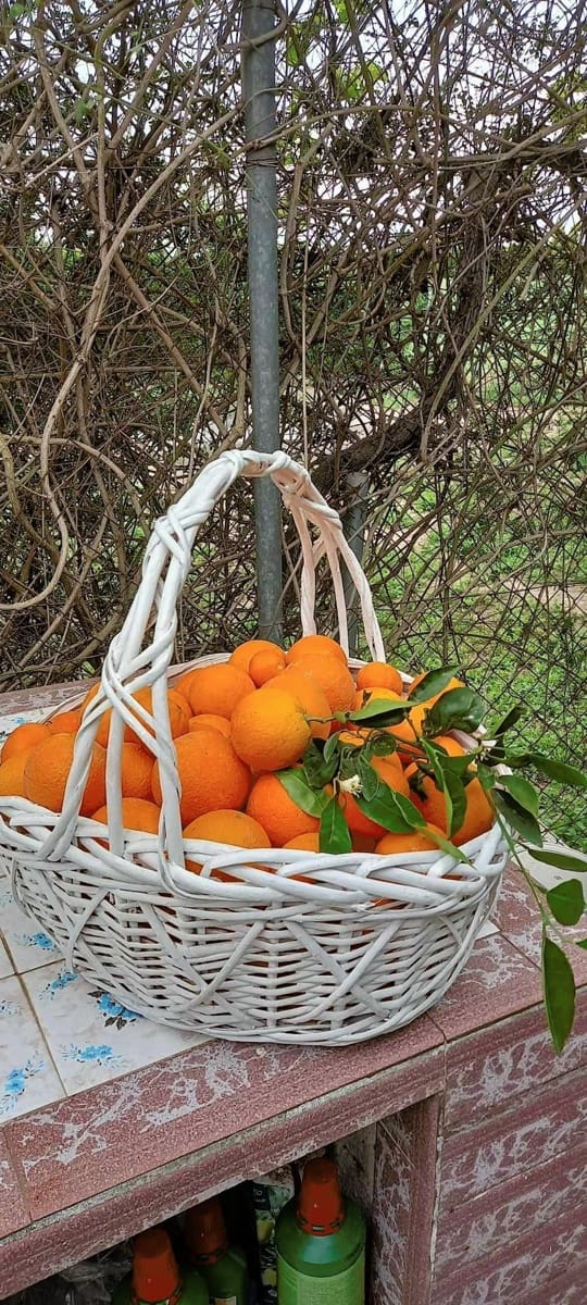 3 sypialnia Finka/Dom wiejski na sprzedaż w Dolores - 495 000 € (Ref: 8004012)