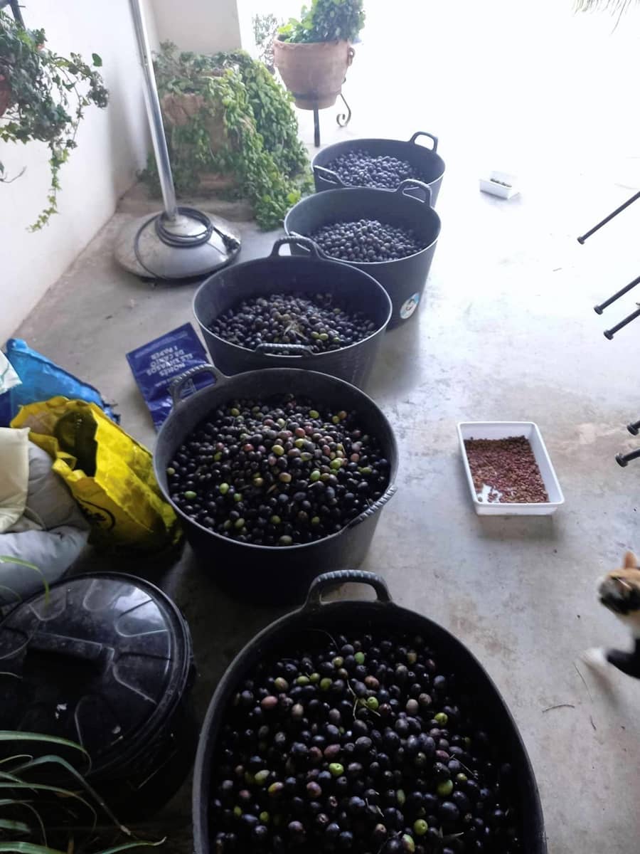 3 sypialnia Finka/Dom wiejski na sprzedaż w Dolores - 495 000 € (Ref: 8004012)