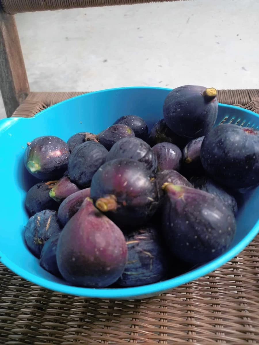 3 sypialnia Finka/Dom wiejski na sprzedaż w Dolores - 495 000 € (Ref: 8004012)