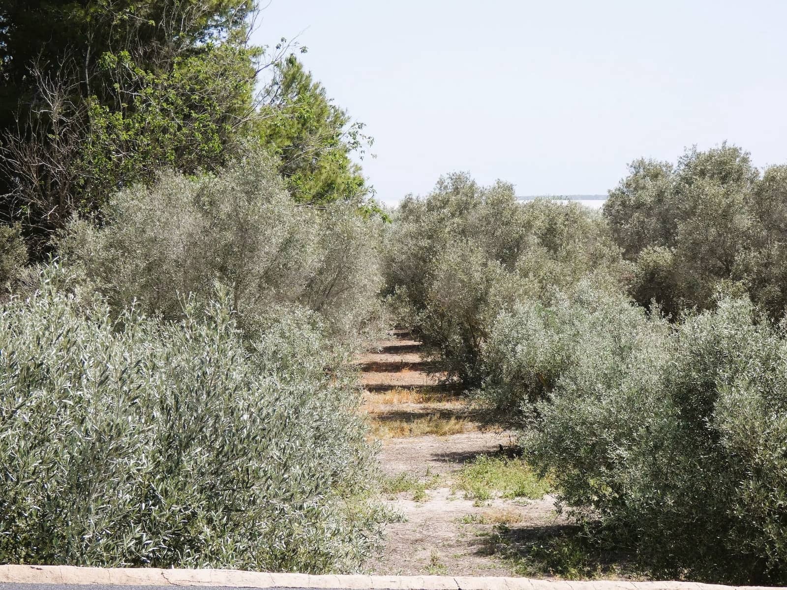 3 sypialnia Finka/Dom wiejski na sprzedaż w Dolores - 495 000 € (Ref: 8004012)