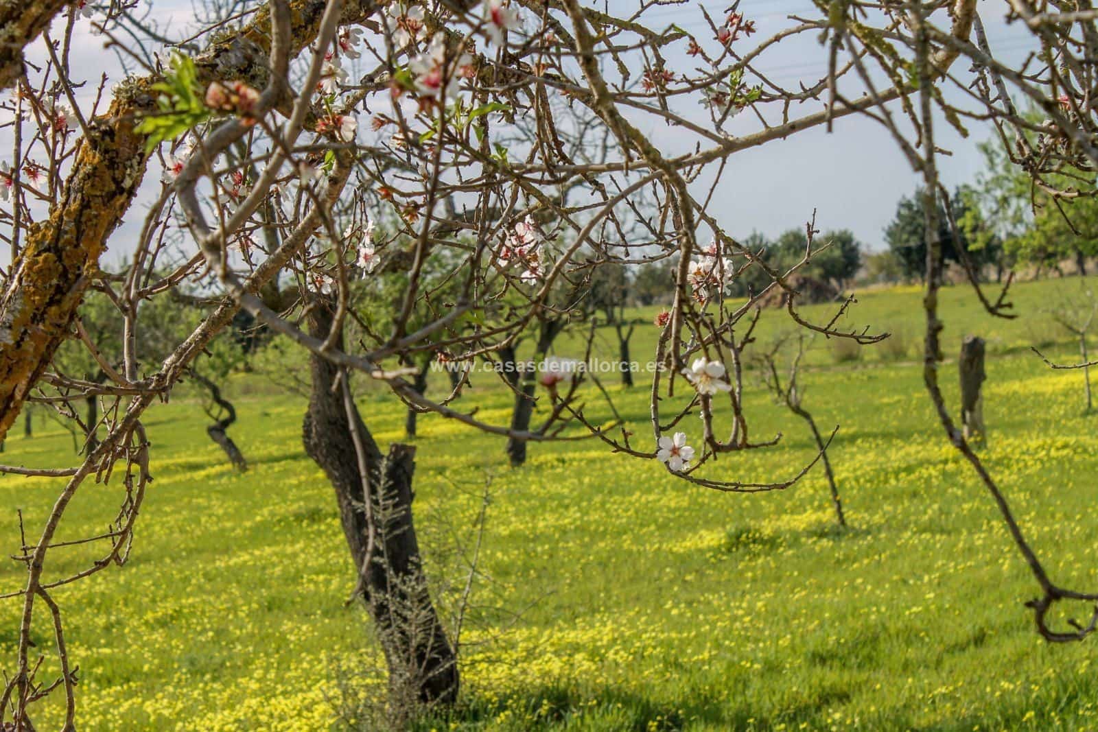 Finca/Landehus til salg i Palma de Mallorca med swimmingpool garage - € 2.500.000 (Ref: 8579396)