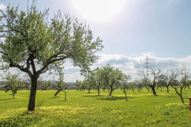 Finca/Landehus til salg i Palma de Mallorca med swimmingpool garage - € 2.500.000 (Ref: 8579396)