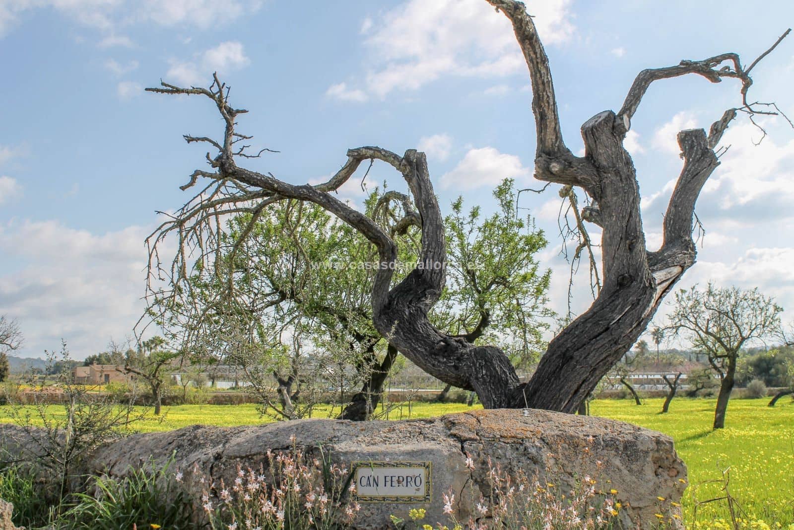 Finca/Landehus til salg i Palma de Mallorca med swimmingpool garage - € 2.500.000 (Ref: 8579396)