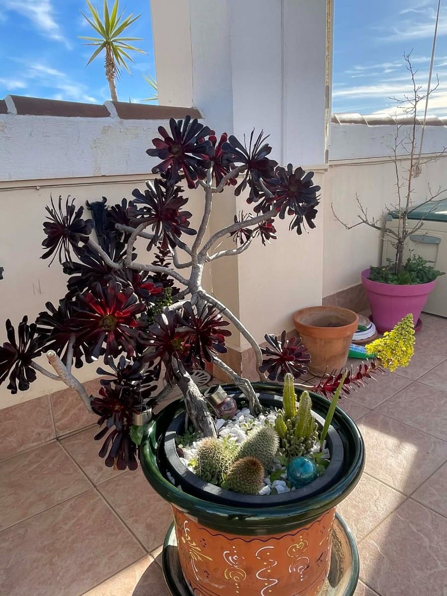 2 quarto Apartamento para venda em Orihuela Costa - 140 000 € (Ref: 9559264)