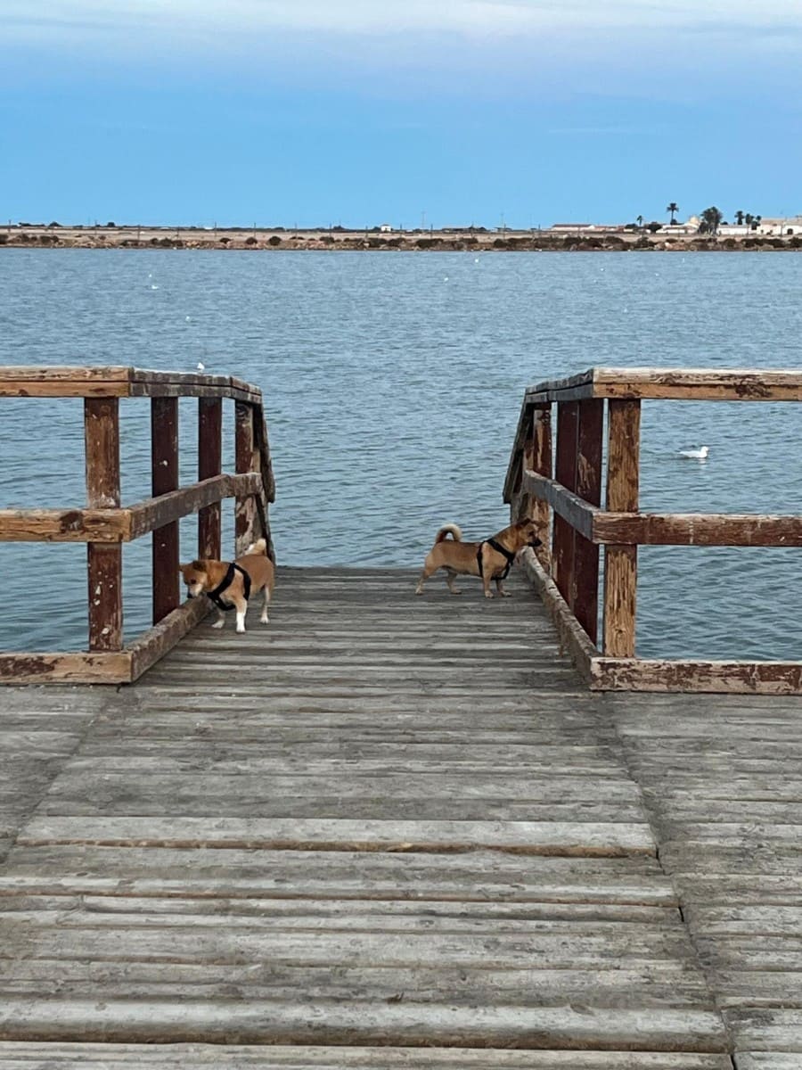 Casa de 6 habitaciones en San Pedro del Pinatar en venta - 260.000 € (Ref: 9713481)