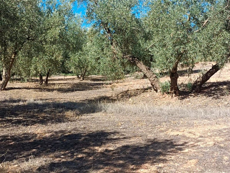 3 soveværelse Finca/Landehus til salg i Archidona - € 995.000 (Ref: 7935197)