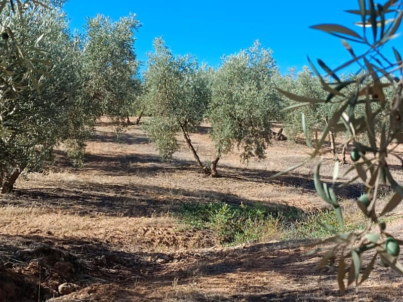 3 soveværelse Finca/Landehus til salg i Archidona - € 995.000 (Ref: 7935197)