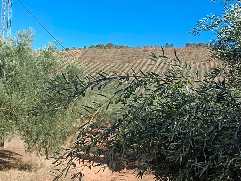 3 soveværelse Finca/Landehus til salg i Archidona - € 995.000 (Ref: 7935197)