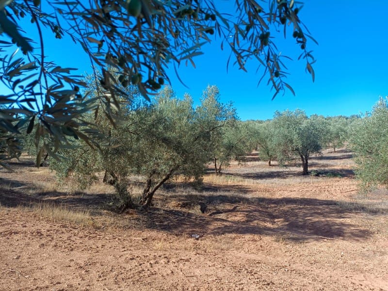 3 soveværelse Finca/Landehus til salg i Archidona - € 995.000 (Ref: 7935197)