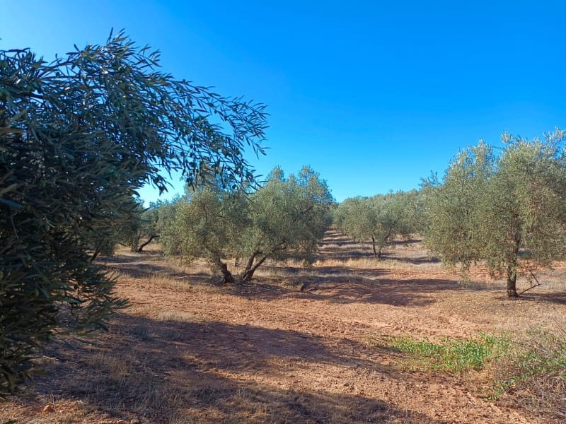 3 soveværelse Finca/Landehus til salg i Archidona - € 995.000 (Ref: 7935197)