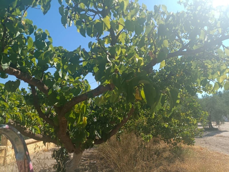 4 camera da letto Finca/Casa di Campagna in vendita in Casabermeja con garage - 325.000 € (Rif: 8437639)