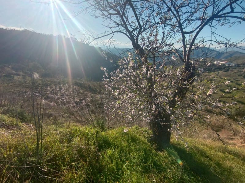 Grond te koop in Casabermeja - € 29.900 (Ref: 8781879)