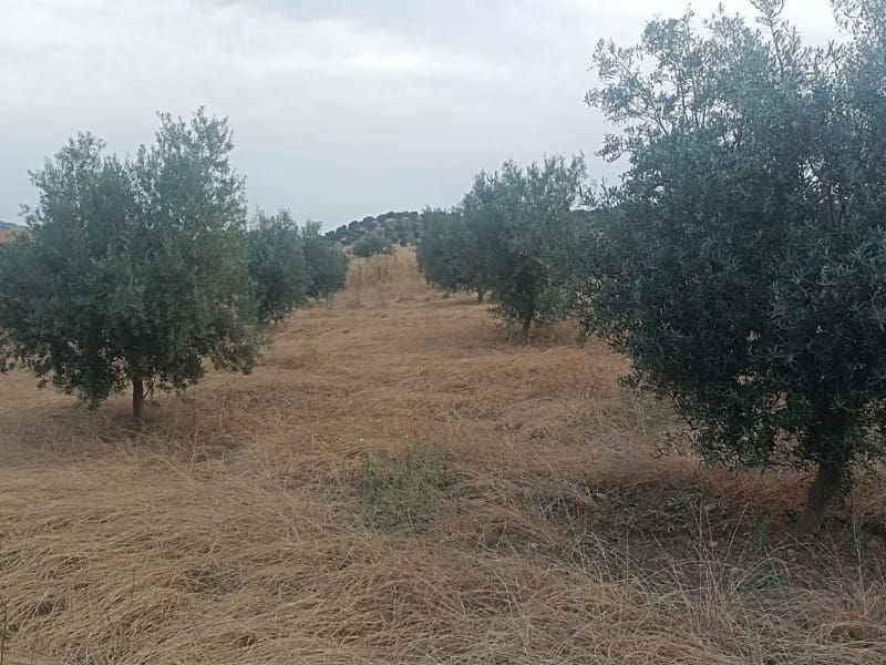 Grunde uden byggetilladelser til salg i Casabermeja - € 26.000 (Ref: 9085697)