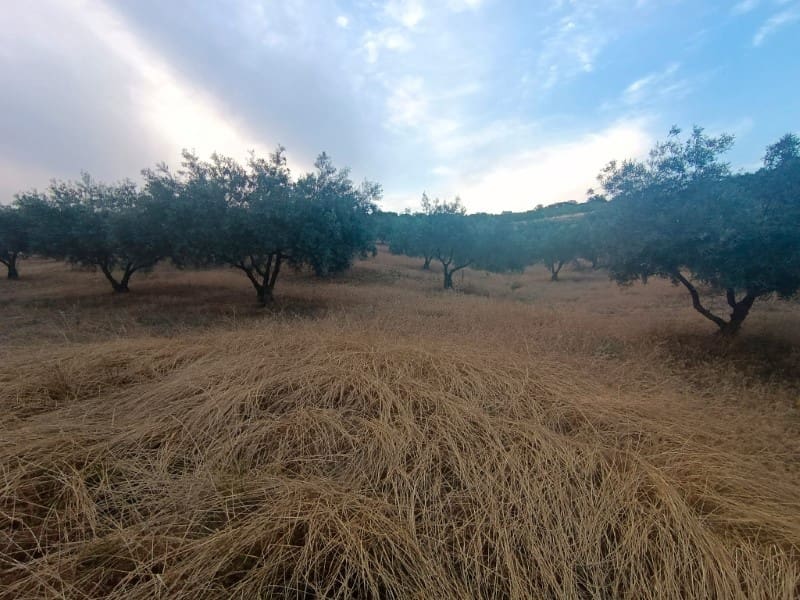 Grunde uden byggetilladelser til salg i Casabermeja - € 36.000 (Ref: 9085698)