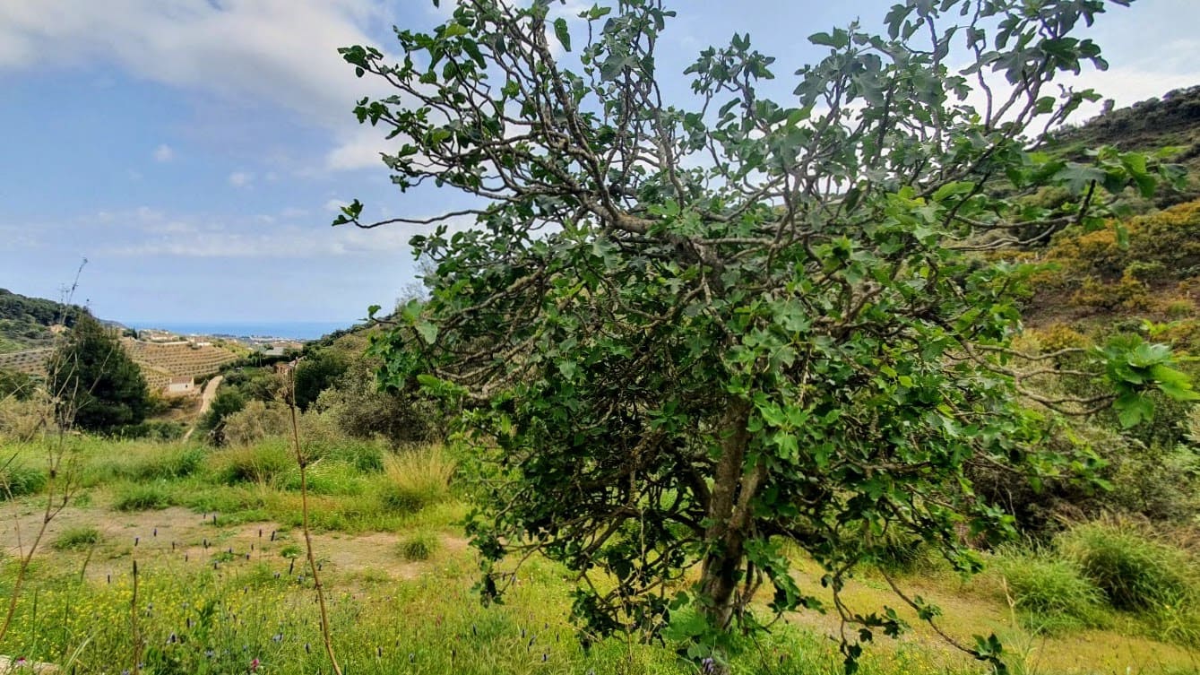 Byggetomt til salgs i Frigiliana - € 185 000 (Ref: 8770973)