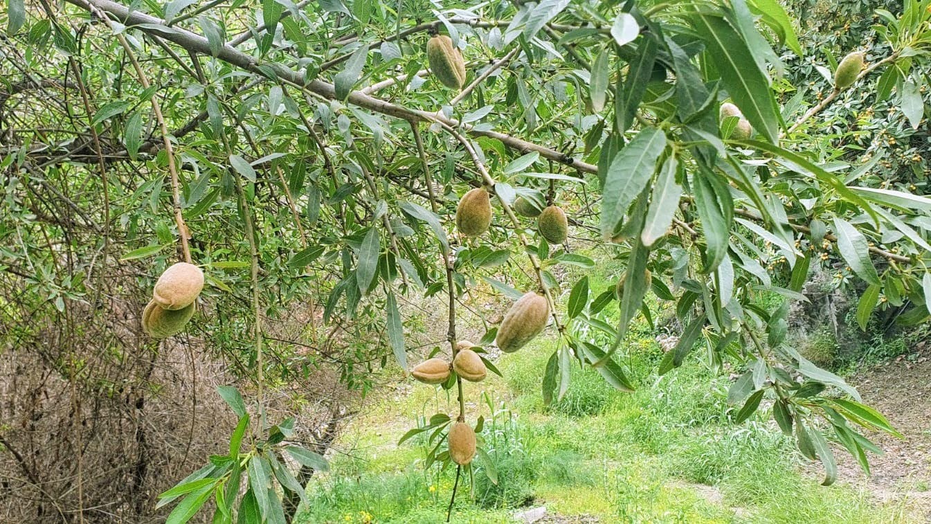 Byggetomt til salgs i Frigiliana - € 185 000 (Ref: 8770973)