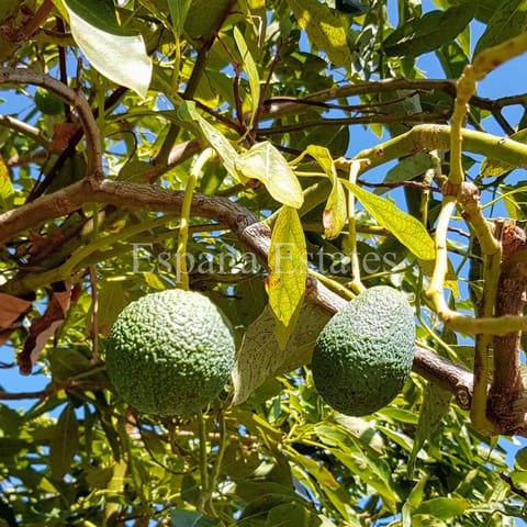 Finka/Dom wiejski na sprzedaż w Frigiliana - 209 900 € (Ref: 9325985)