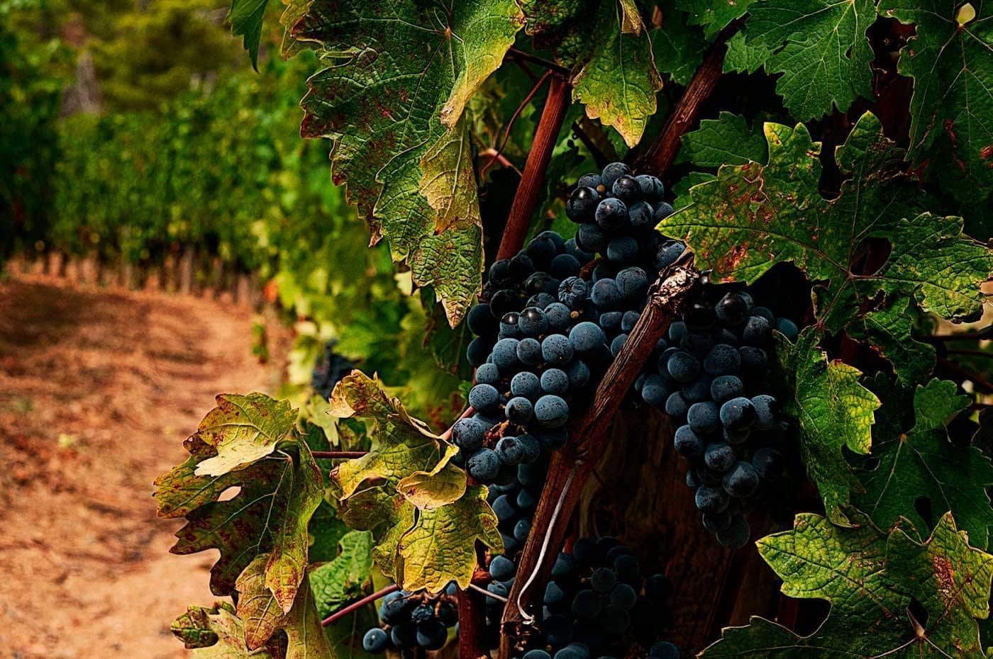 Tomt till salu i Calonge i Sant Antoni - 125 000 € (Ref: 9145536)