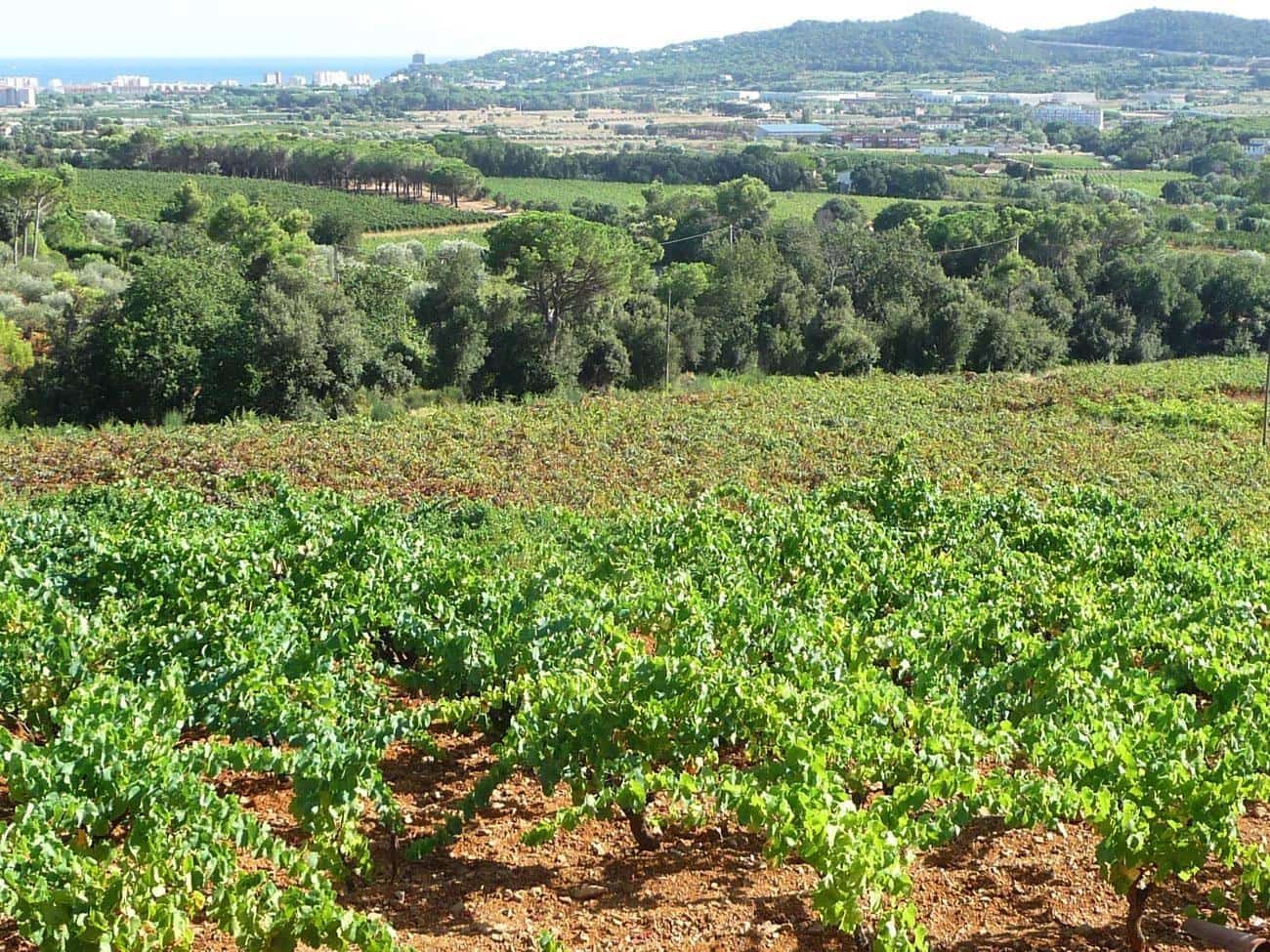 Tomt till salu i Calonge i Sant Antoni - 125 000 € (Ref: 9145536)