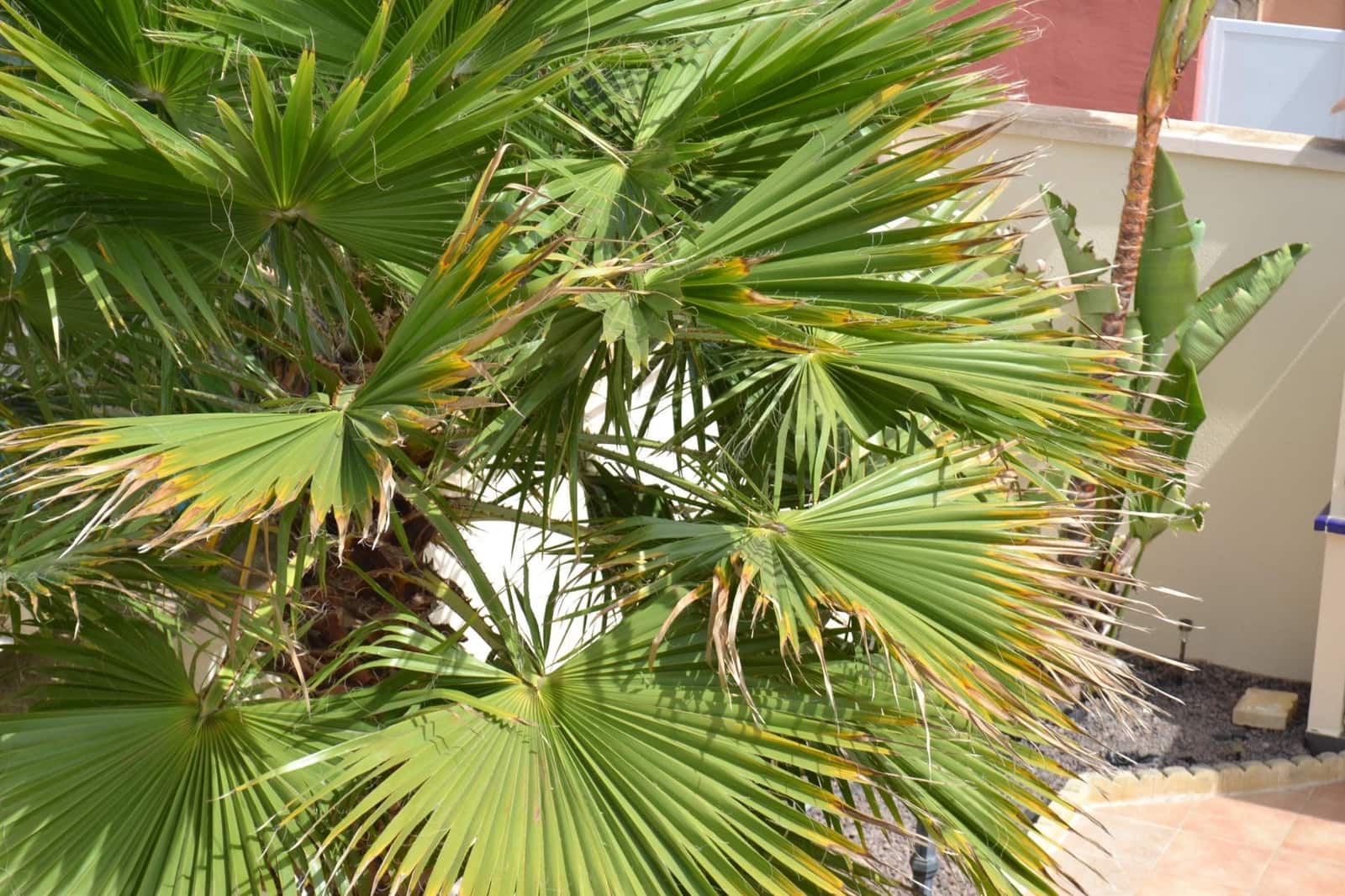 3 soveværelse Villa til leje i La Zenia med swimmingpool - € 2.200 (Ref: 9049070)