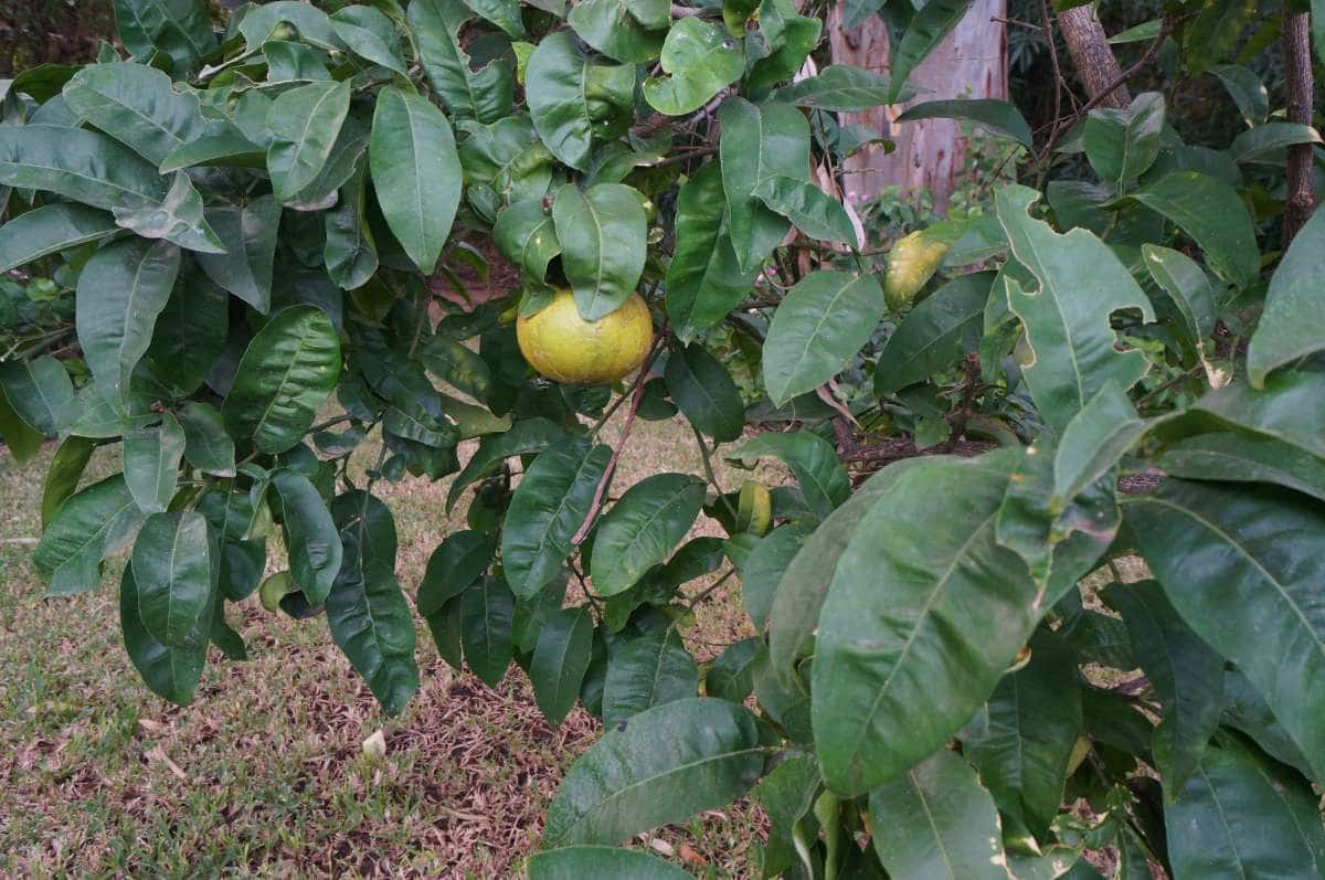 5 makuuhuone Huvila myytävänä paikassa Javea / Xabia - 1 280 000 € (Ref: 8017976)