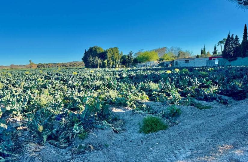 4 bedroom Finca/Country House for sale in Guardamar del Segura with garage - € 190,000 (Ref: 9425475)