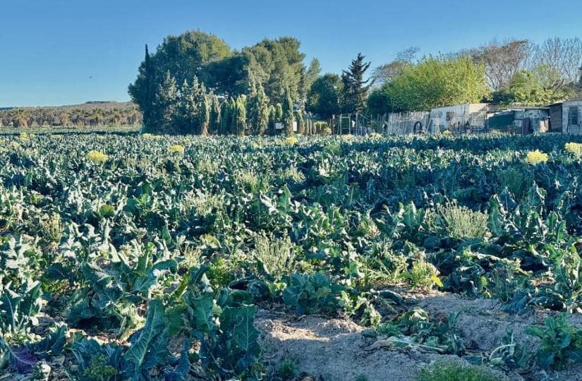 4 bedroom Finca/Country House for sale in Guardamar del Segura with garage - € 190,000 (Ref: 9425475)