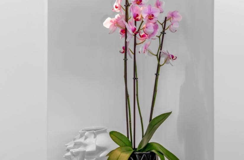 4 sypialnia Willa na sprzedaż w Guardamar del Segura z basenem garażem - 1 390 000 € (Ref: 9425547)