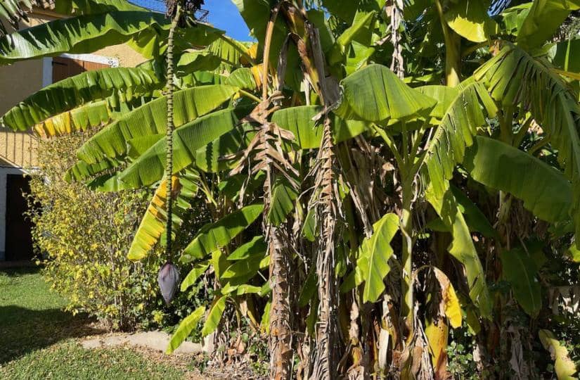 4 slaapkamer Finca/Landhuis te koop in Daya Nueva met garage - € 320.000 (Ref: 9521075)