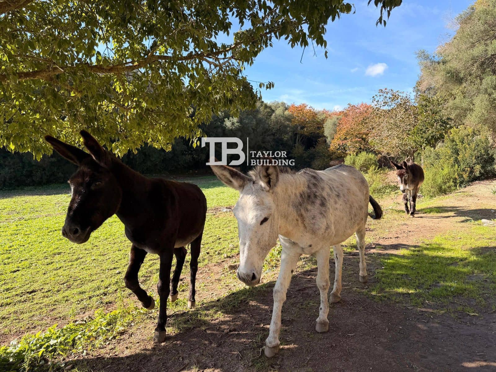 6 soveværelse Villa til salg i Son Servera med swimmingpool garage - € 2.655.000 (Ref: 9387052)