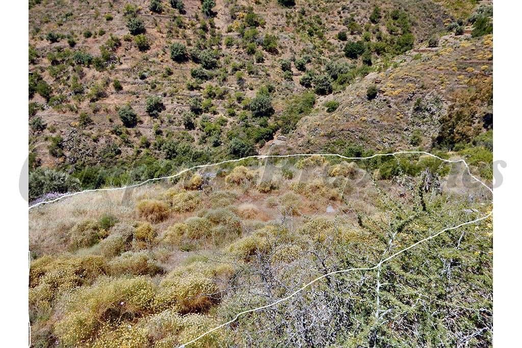 Mark till salu i Sayalonga - 50 000 € (Ref: 10075700)