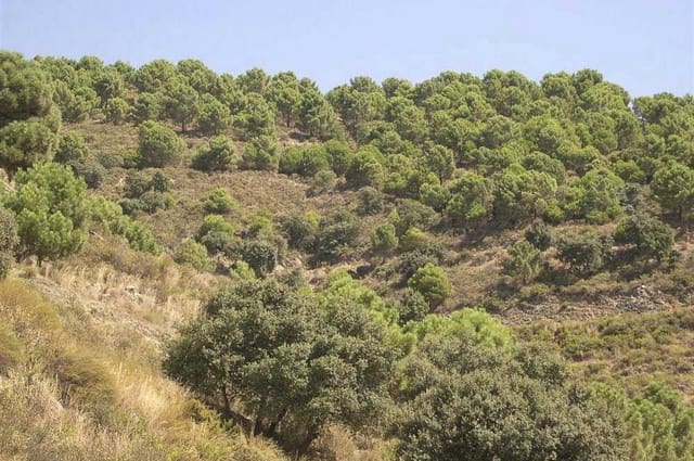 Terre non Aménagée à vendre à Sedella - 72 000 € (Ref: 10075770)