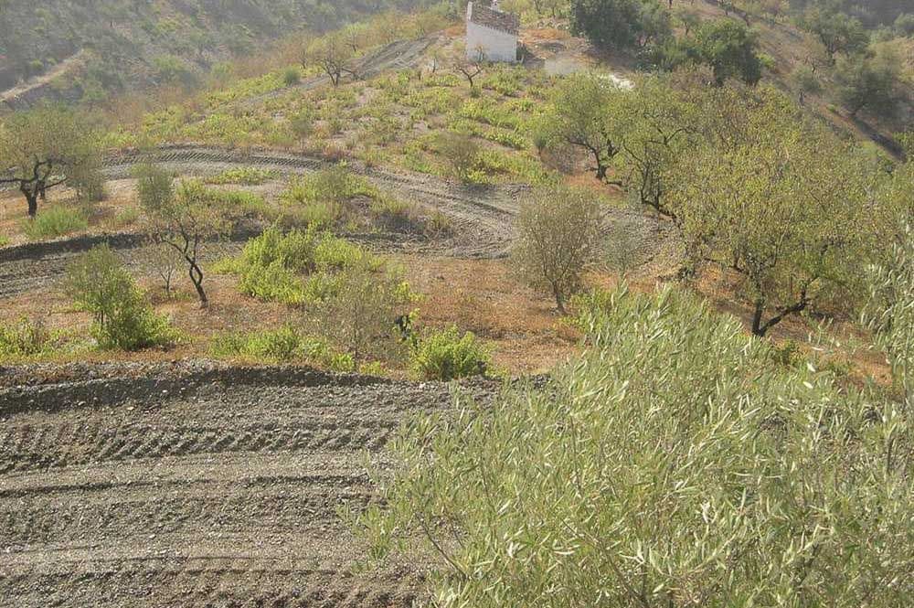 Ubebygd land til salgs i Sedella - € 130 000 (Ref: 10075772)