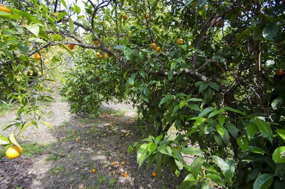Undeveloped Land for sale in Canillas de Albaida - € 50,000 (Ref: 10075780)