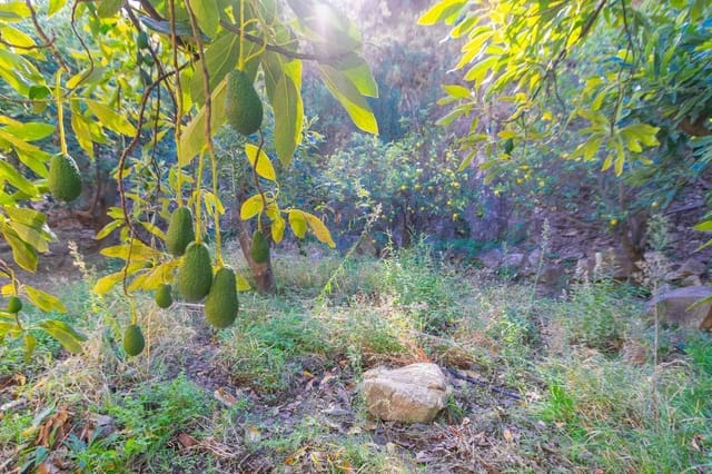Terreno Non Edificato in vendita in Canillas de Albaida - 29.900 € (Rif: 10075789)