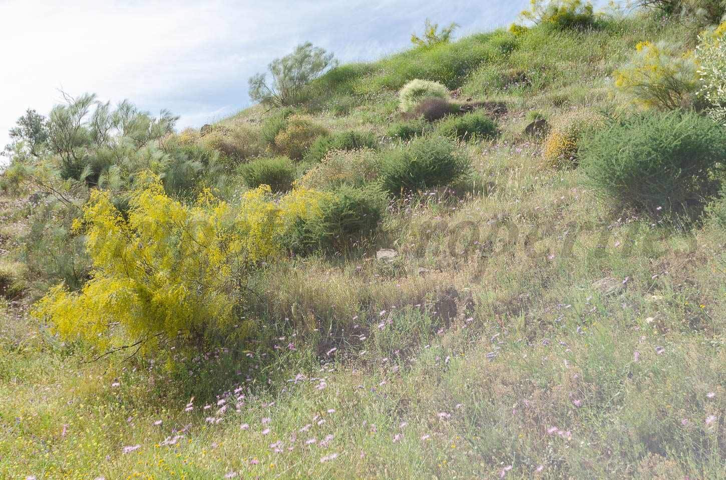 Ubebygd land til salgs i Sedella - € 144 000 (Ref: 10075801)