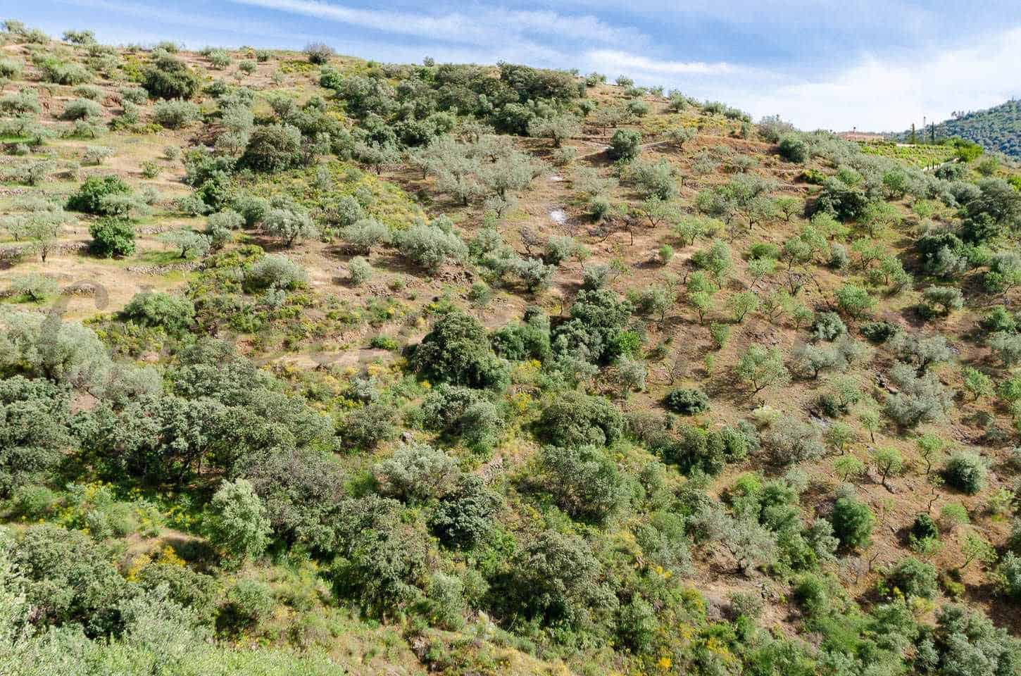 Ubebygd land til salgs i Sedella - € 144 000 (Ref: 10075801)