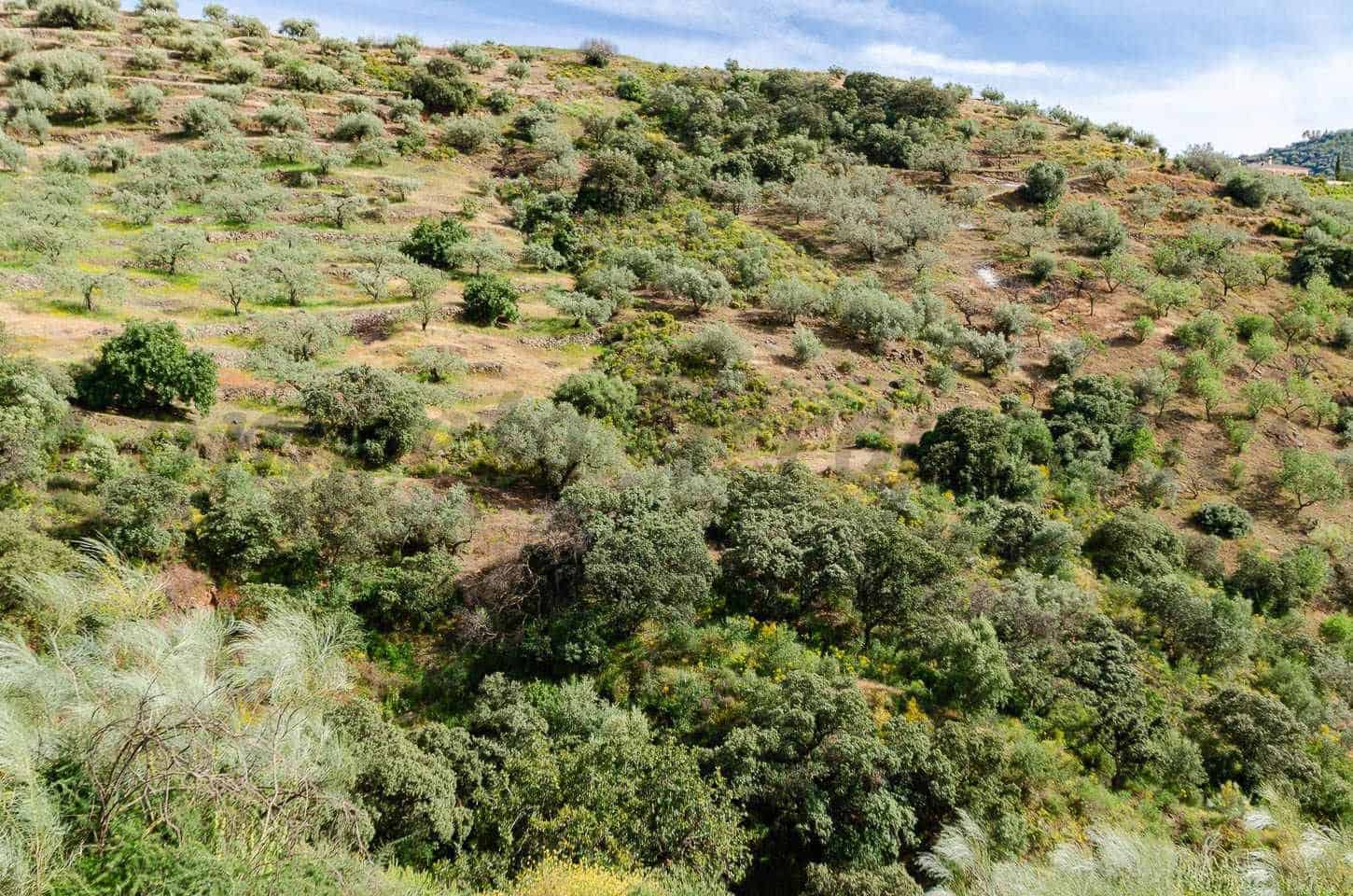 Ubebygd land til salgs i Sedella - € 144 000 (Ref: 10075801)