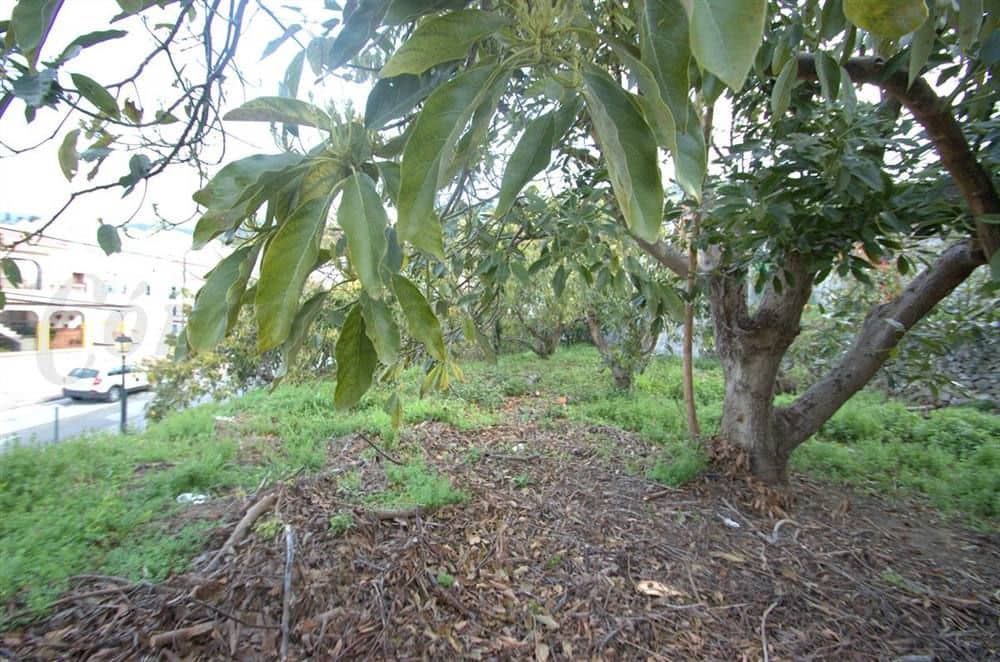 Terreno Não Urbanizado para venda em Canillas de Albaida - 77 000 € (Ref: 10075802)