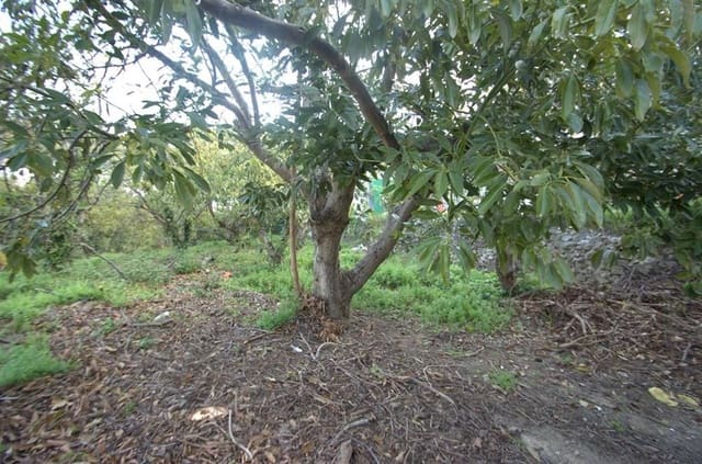 Terreno Não Urbanizado para venda em Canillas de Albaida - 77 000 € (Ref: 10075802)