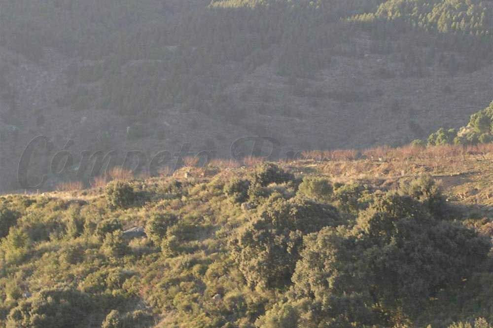 Terreno Non Edificato in vendita in Canillas de Albaida - 198.000 € (Rif: 10075803)