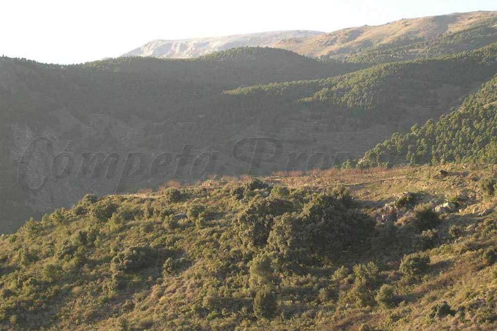 Terreno Non Edificato in vendita in Canillas de Albaida - 198.000 € (Rif: 10075803)