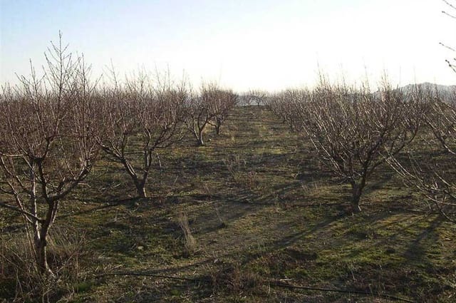 Terreno Non Edificato in vendita in Canillas de Albaida - 198.000 € (Rif: 10075803)