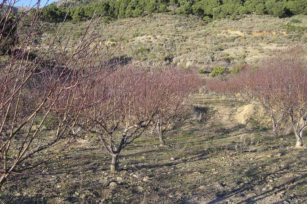 Terreno Non Edificato in vendita in Canillas de Albaida - 198.000 € (Rif: 10075803)