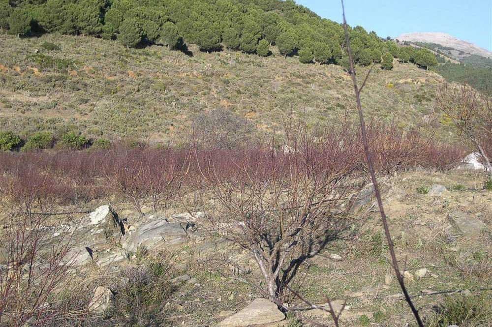 Terreno Non Edificato in vendita in Canillas de Albaida - 198.000 € (Rif: 10075803)