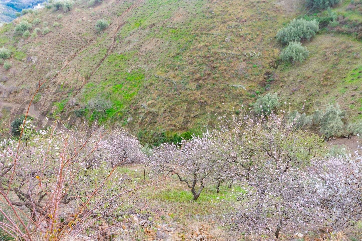 Landgrundstück zu verkaufen in Archez - 50.000 € (Ref: 10075874)