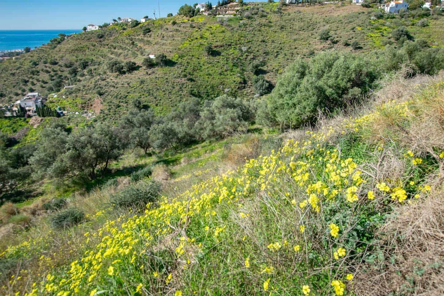 Grond te koop in Sayalonga - € 40.500 (Ref: 10075898)