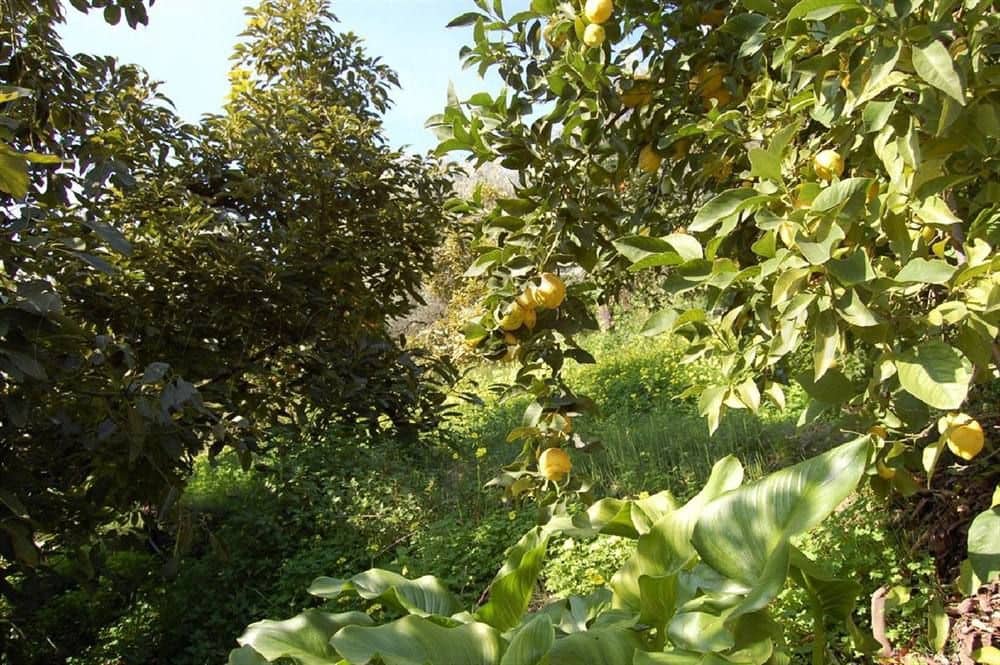 Undeveloped Land for sale in Competa - € 320,000 (Ref: 10075922)
